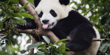 10 överraskande och gulliga fakta om pandor