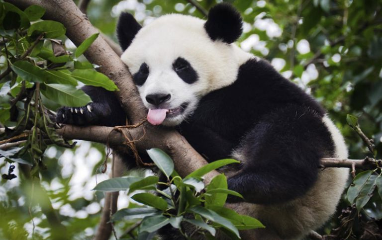 10 överraskande och gulliga fakta om pandor
