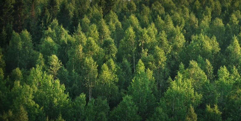 Kina har planterat den största konstgjorda skogen på vår planet för att stoppa tillväxten av Gobi-öknen. Man planerar att expandera den med ytterligare 4,5 mil till år 2074.