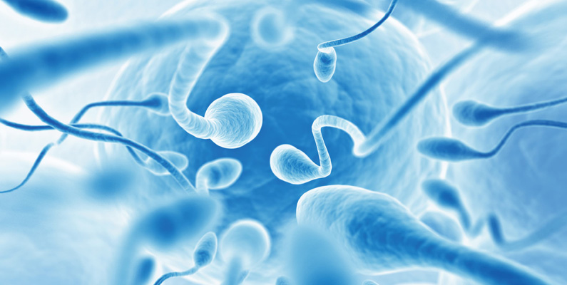 En del av spermierna har två huvuden eller två svansar…
