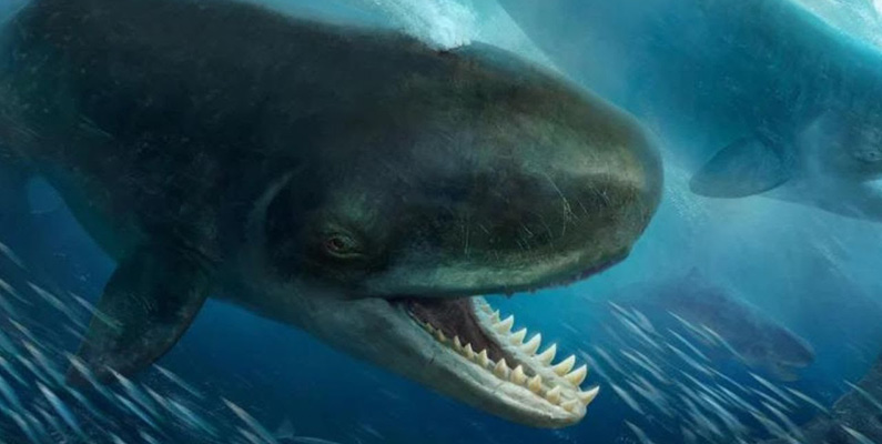 Livyatan Melvillei är en utdöd valart som levde för cirka 12 – 13 miljoner år sedan. Dess tänder var över 30 centimeter långa och var en val som åt andra valar. Den fick sitt namn efter ett bibliskt monster som Gud var tvungen att döda för att hindra det från att reproducera sig.