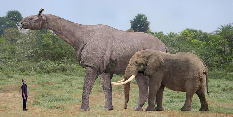 Paraceratherium är ett utdött släkte av hornlösa noshörningar. Det är det största landlevande däggdjuret som någonsin har existerat, nästan fem meter högt och vägde uppskattningsvis 20 ton. Den levde för 34 – 23 miljoner år sedan. Dess kvarlevor har hittats över Eurasien mellan Kina och före detta Jugoslavien. Paraceratherium betyder "nära det hornlösa odjuret".