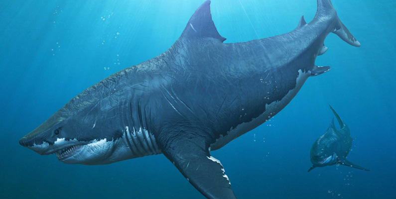 Hajar är inte att leka med. Så pass mycket vet vi idag. De har funnits på denna jord i mer än 400 miljoner år och har överlevt varje massutrotning som naturen någonsin har försökt att överraska dem med. Megalodon (även känd som "stor tandhaj") var en av de mest inflytelserika rovdjuren som jorden någonsin har producerat och en av de största på sina dryga 18 meter. Megalodon var ett aktivt rovdjur av stora valar. 