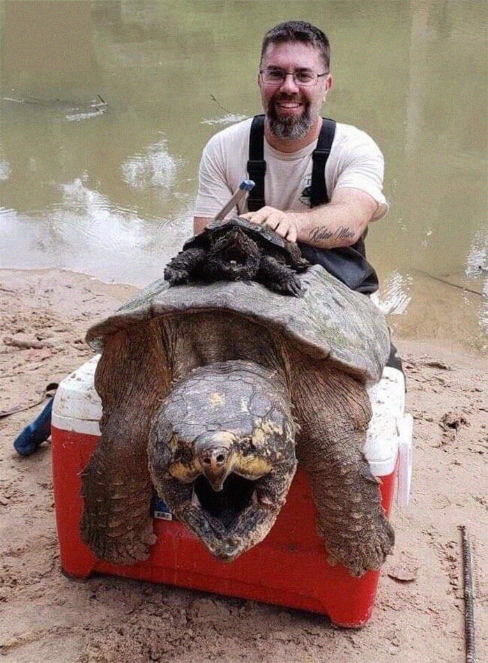 Det hör inte alls till ovanligheten att man finner sköldpaddor i sjöar och dammar – eller havet – när man är utomlands. Oftast är de ganska små och man förutsätter att de är fullvuxna. Även om inga dödsfall har rapporterats i samband med snäppsköldpaddan, trots deras enorma bitkraft, så är det kanske inget man skulle vilja starta bråk med.