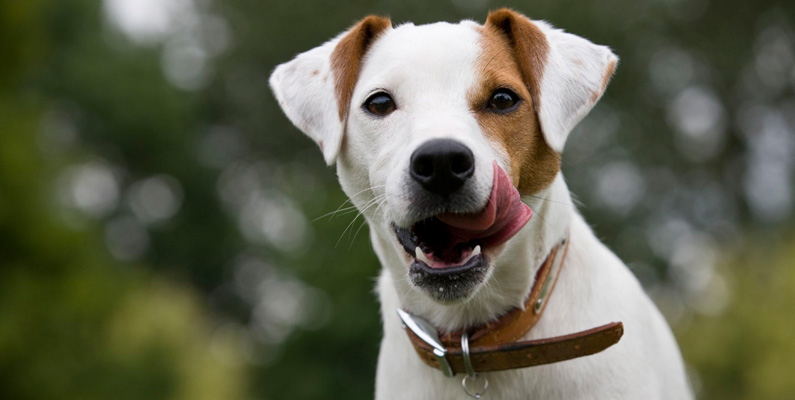10 vanligaste hundraserna i Sverige, plats nummer 4: Jack Russell Terrier.