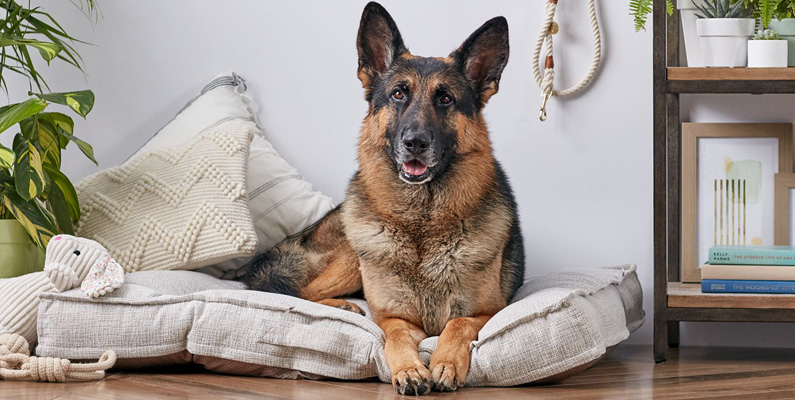 10 vanligaste hundraserna i Sverige, plats nummer 2: Tysk schäferhund.