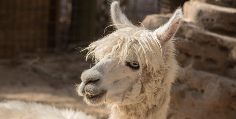 "Berserk Llama syndrome" är ett tillstånd där alpackor och lamor som är nära uppfostrade av människor kan bli aggressiva mot dem. Även om det inte är alltför vanligt så förekommer det då och då.