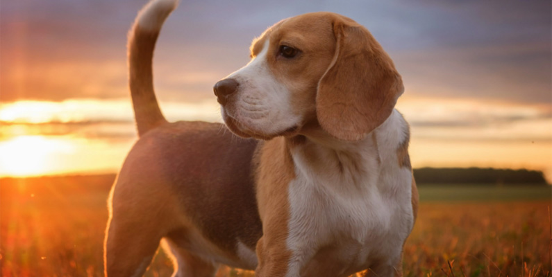 Hur kan man inte älska Beagles tunga öronflikar? Men öronen på rasen är inte bara söta – de fyller en funktion också! Med nosen mot marken skapar de långa öronen mikroluftströmmar, vilket gör att luktsinnet förbättras. Denna lilla bris väcker nämligen doftmolekyler som går upp i nosen. 