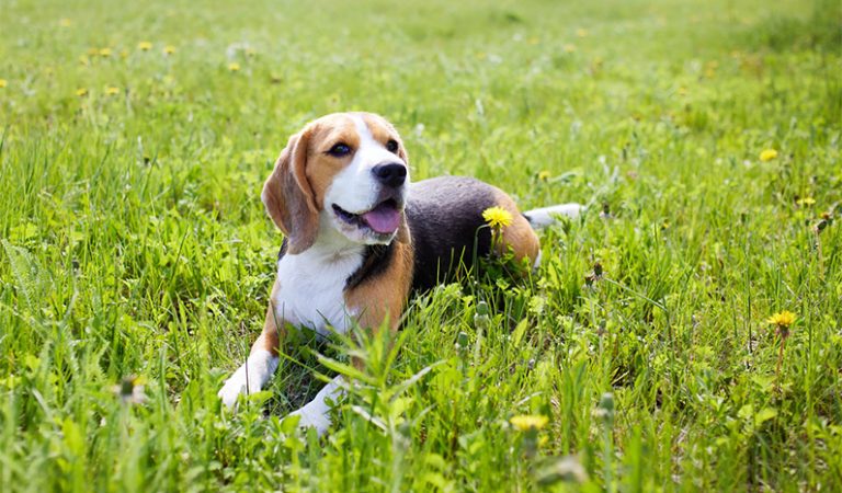 10 fakta du antagligen inte visste om Beagle
