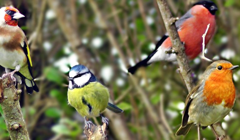 10 fakta du antagligen inte visste om fåglar