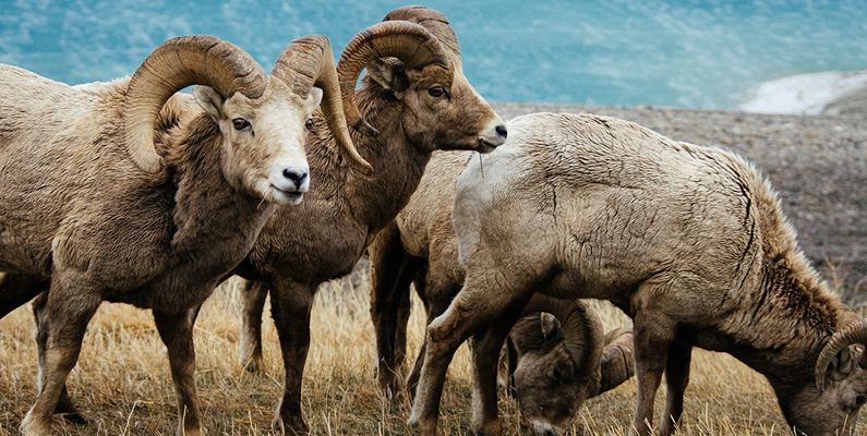 Störst horn bestämmer hos fåren…