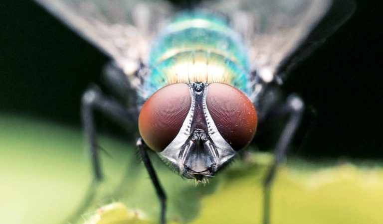 Flygande kuriosa: 10 fakta du inte visste om flugor