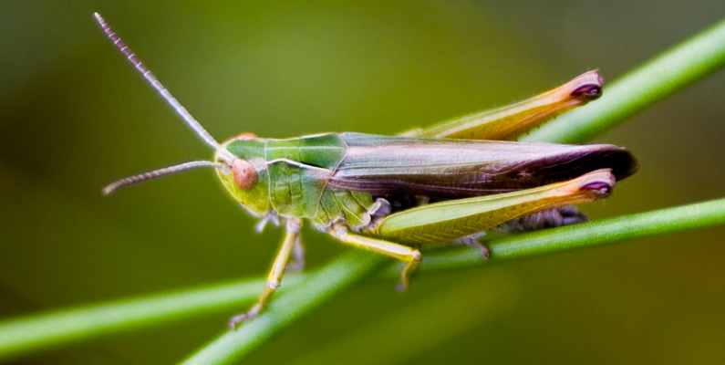 Vanligast i Sverige är grön ängsgräshoppa (Omocestus viridulus, som du ser på bilden nedanför) som på ryggen är grön till färgen, ibland närmare brun, och på undersidan gulgrön. Gräshoppor förväxlas ofta med syrsor och vårtbitare, och i Sydeuropa cikador, som alla är mer nattaktiva. Vårtbitare är dessutom rovinsekter.