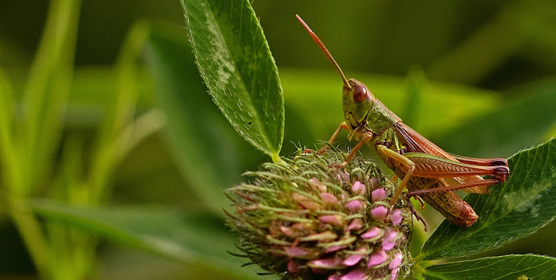 De består av ett ganska stort släkte – forskare uppskattar nämligen att det finns 11 000 olika arter av gräshoppor, som vi idag känner till.