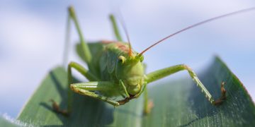 10 fakta du antagligen inte visste om gräshoppor!