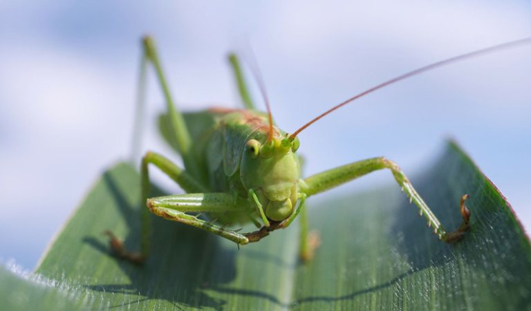 10 fakta du antagligen inte visste om gräshoppor