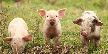 10 roliga och otroliga fakta om grisar