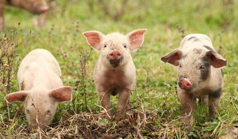 10 roliga och otroliga fakta om grisar