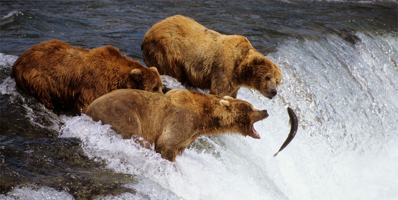 Grizzlybjörnar fångar gärna lax i stora grupper…
