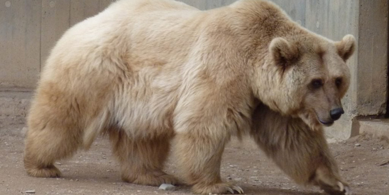 Prizzly – resultatet av en grizzlybjörn och en isbjörn som parar sig…