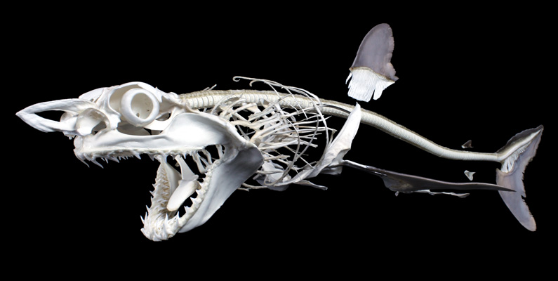 Hajars skelett består av brosk istället för ben…