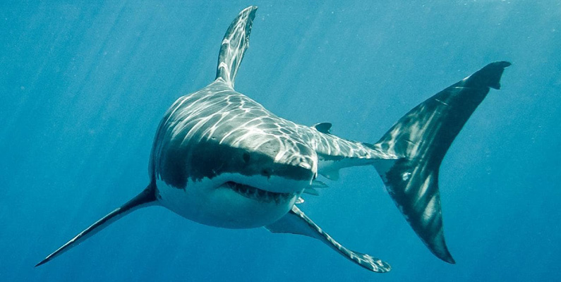 Hajar drabbas väldigt sällan av cancer – men det förekommer…