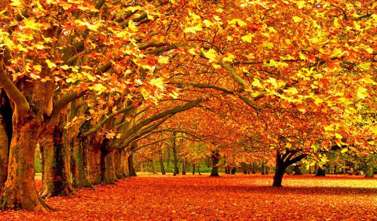 10 fakta du antagligen inte visste om hösten