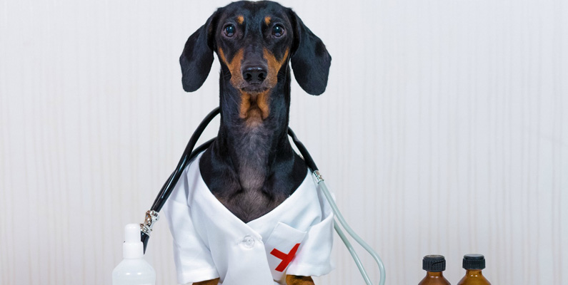 Därför borde alla sjukhus vara utrustade med hundar…