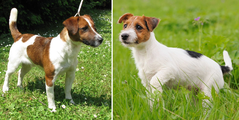 Jack Russell Terrier finns som både slät och sträv…