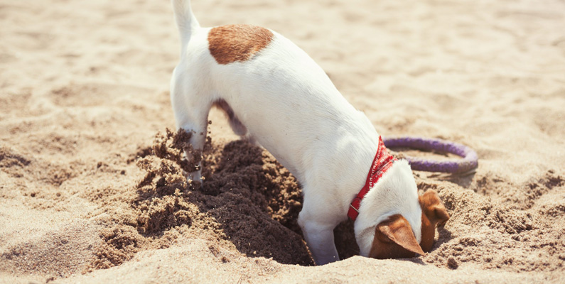 Jack Russell Terrier är en effektiv liten grävmaskin…