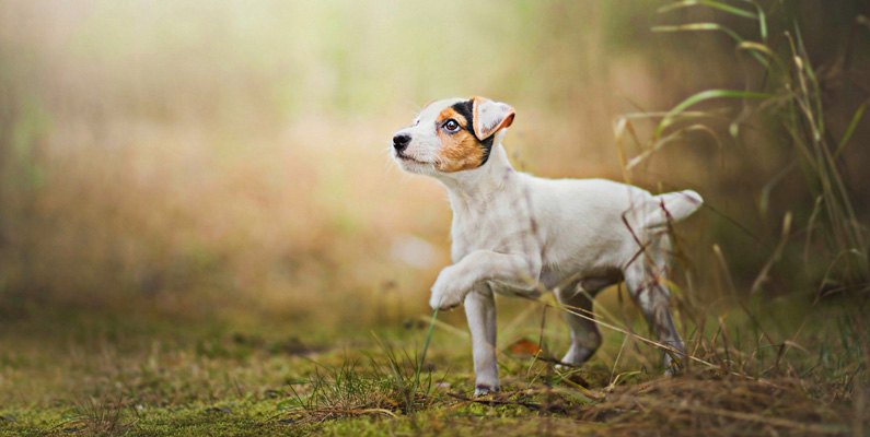 Så viktig är träning från första stund med din Jack Russell Terrier…