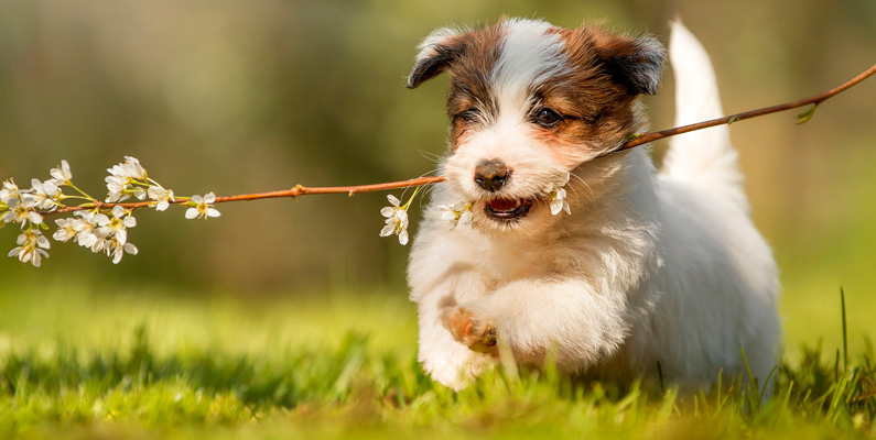 Jack Russell Terrier kan lätt få separationsångest…