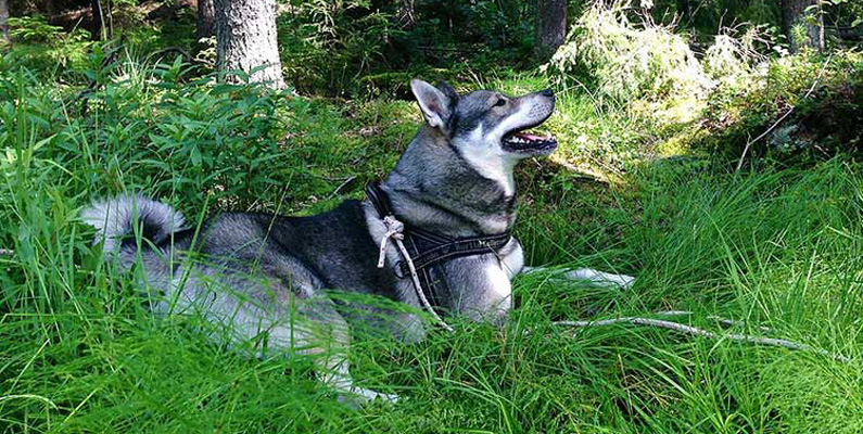Den svenska Jämthunden erkändes som en egen ras år 1946 och flyttades från att vara kategoriserad som norsk älghund. Men Northern Breed Group i United Kennel Club accepterade inte rasen som egen förrän år 2006. 