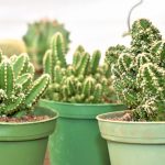 10 stickiga och intressanta fakta du kaktusar