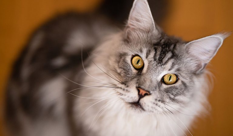 Katter: 10 häpnadsväckande fakta som förvånar