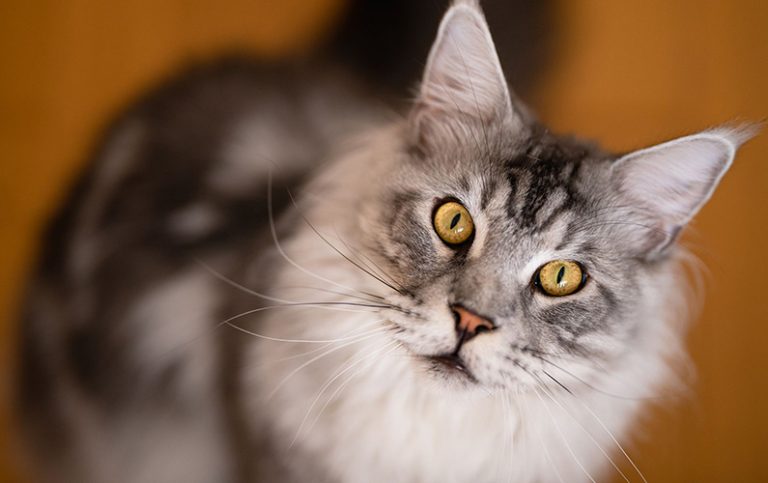 Katter: 10 häpnadsväckande fakta som förvånar
