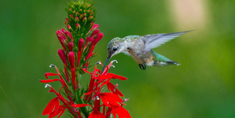 Kolibrier har tungor som är räfflade som formen av ett "W". När de slickar i sig nektar med hjälp av tungan kan de göra detta mellan 15 – 20 gånger per sekund.
