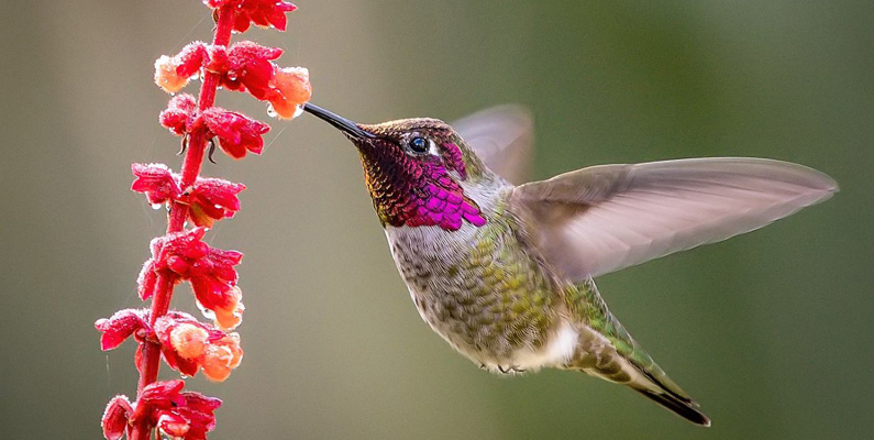 Kolibrihjärnan består av 4,2% av deras kroppsvikt – detta är den största, i proportion, av den vilda fågelgruppen. De har dessutom ett otroligt minne och kan minnas i princip samtliga blommor som de har sugit nektar ur – och dessutom håller de koll på tiden när blommorna fylls på med ny nektar.