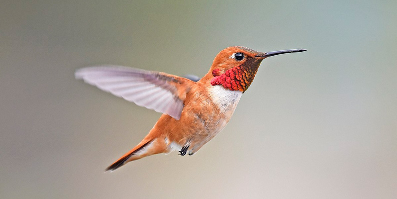 Rostkolibri (på bilden nedanför) har den längsta migrationen av alla kolibriarter. De flyger årligen över 480 mil från sina häckningsområden i Alaska och Kanada till deras vintermiljö i Mexiko. I genomsnitt flyger de i 48 km/h.