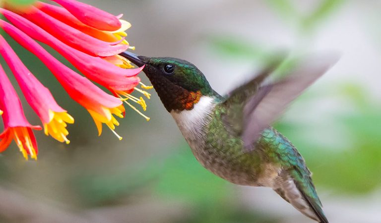 10 fakta du antagligen inte visste om kolibri