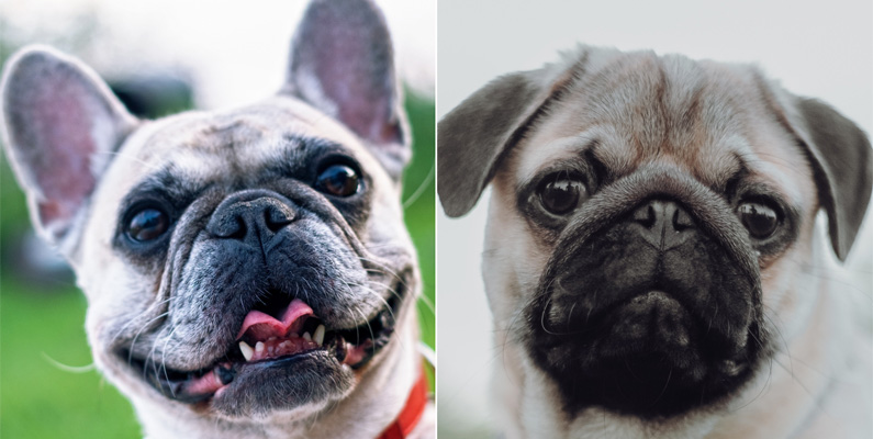 Mopsar kallas ibland "holländska bulldoggar", men detta är lite av en felaktig benämning. DNA-tester har visat att bulldoggar och mopsar faktiskt inte ens är släkt med varandra. Mopsen har samma tjocka form, platta ansikte och rynkor som bulldoggen, men mopsen delar sitt ursprung med pekingeserna, inte bulldoggen. 