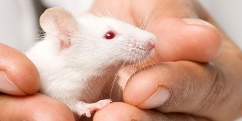 En mus hörsel är exceptionellt bra jämfört med vår. Forskning visar att de kan höra ultraljud upp till 90 kHz! Mössen använder också ultraljud för att kommunicera med varandra – och till och med uppvakta varandra med kärlekssånger.