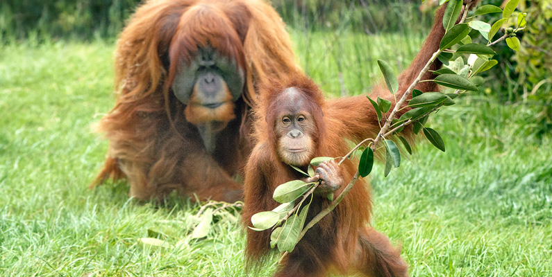 Orangutanger har en armspann på cirka 2,2 meter från fingertopp till fingertopp. Med tanke på att deras ståhöjd är cirka  1,2 – 1,5 meter, är detta en imponerande räckvidd. Deras armar är så långa att de är en och en halv gånger längre än benen och sträcker sig till anklarna när de står.