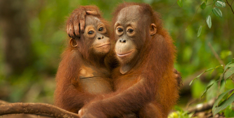 Orangutangen är en av mänsklighetens närmaste släktingar – i själva verket delar vi nästan 97% av samma DNA-sekvens! Å andra sidan delar vi människor drygt 50% samma DNA som en banan också…