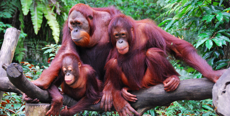 Tre arter existerar nu – Man trodde tidigare att det bara fanns två arter av orangutanger: Borneoorangutang (Pongo pygmaeus) och Sumatraorangutang (Pongo abelii). Men 2017 upptäcktes en annan art: Tapanuliorangutang (Pongo tapanuliensis), som förekommer i regionen Tapanuli, söder om Tobasjön, på Sumatra.