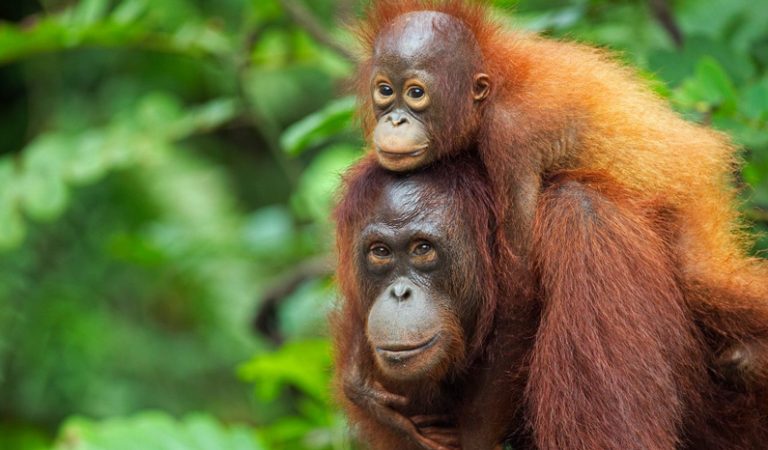 10 fakta du antagligen inte visste om orangutanger