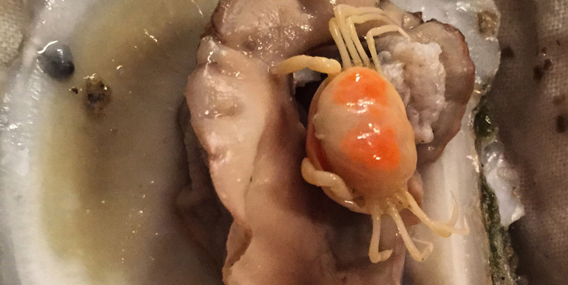 Krabborna som lever i ostronens skal: Symbios, skydd och delikatess…