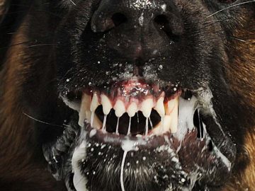 10 fakta du antagligen inte visste om rabies!