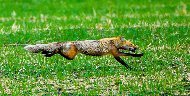 Rävar är oerhört snabba – kan springa i upp till 60 km/h…