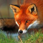 Rävligt intressant: 10 fascinerande fakta om rävar